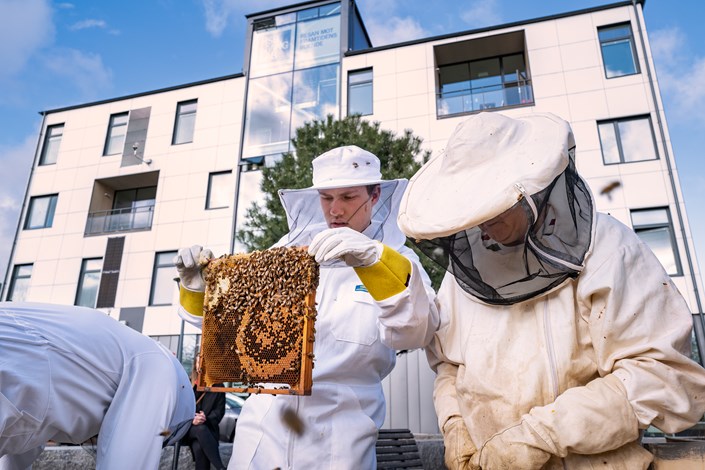 Läs mer om artikeln Nytt nätverk med uppkopplade bikupor