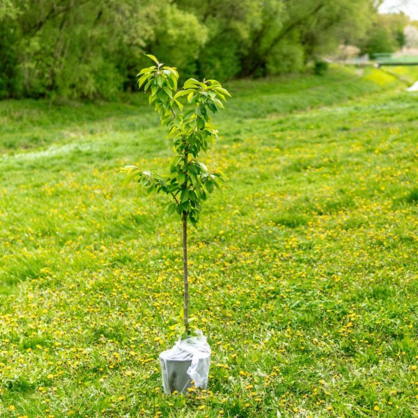 Läs mer om artikeln Sensorer i marken håller koll på bevattningsbehov för träd