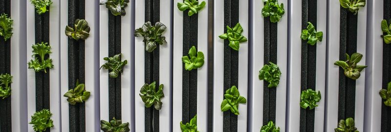 Boende i Sickla kan prenumerera på närodlat året om